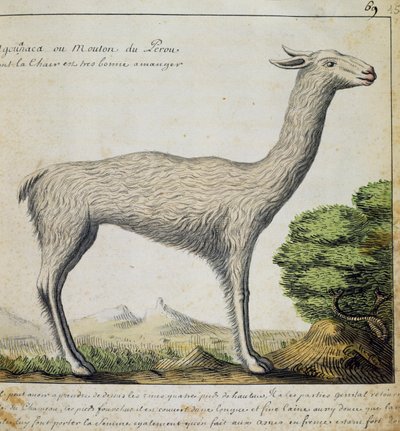 美洲驼，秘鲁，出自 Jacques Gouin de Beauchesne (1652-1730) 航海日志的水彩画 作者 法语学校