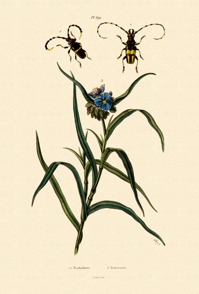 Longhorn Beetles，1833-39 作者 法语学校