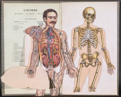 男人，他的器官，他的肌肉和他的骨架，来自Lelievre博士的Anatomie Elementaire 作者 法语学校