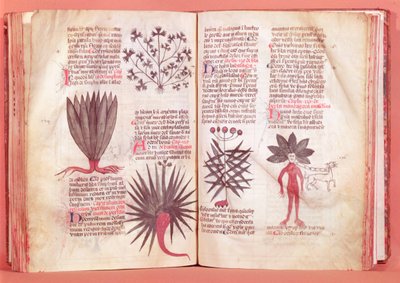 Mandrake，来自Dioscorides的条约（公元40-c.90） 作者 法语学校