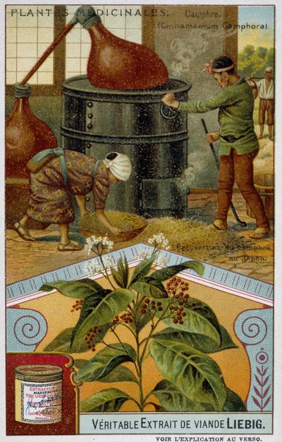 药用植物：樟脑；日本樟脑的制备 - Chromo Liébig, v.1900 作者 法语学校