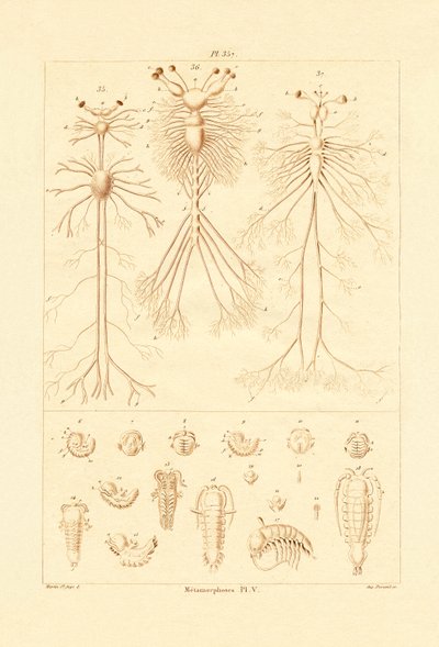 变态，1833-39 作者 法语学校