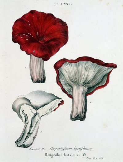 牛奶麻疹——在让·雅克·保莱 (Jean Jacques Paulet) 的“香菇论文”中，18 世纪末 作者 法语学校
