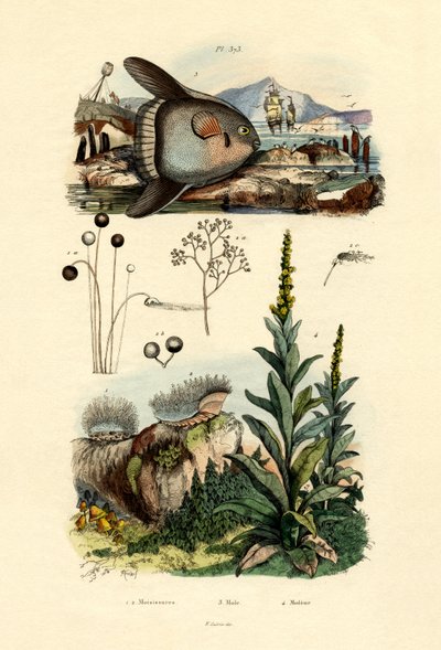 模具，1833-39 作者 法语学校