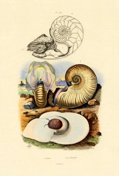 月亮蜗牛，1833-39 作者 法语学校