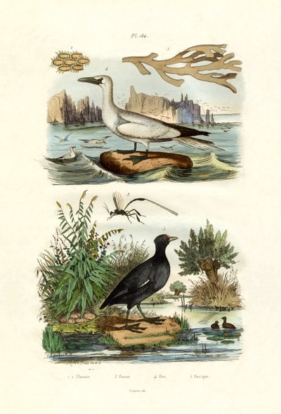 Moss Animal，1833-39 作者 法语学校