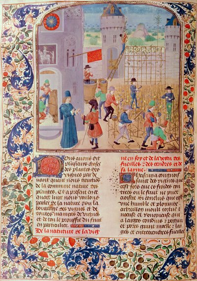 5064 fol.68v女士在葡萄园工作，来自Pietro de Crescenzi的Livre des Prouffitz Champestres（1230-1321） 作者 法语学校