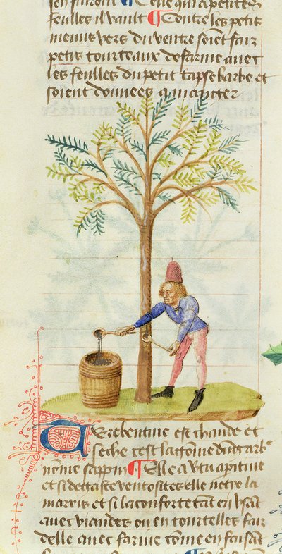 Ms Est 28 M.5.9 fol.165r Pedanius Dioscorides从Grand Herbier收集松节油（公元40  -  90年） 作者 法语学校