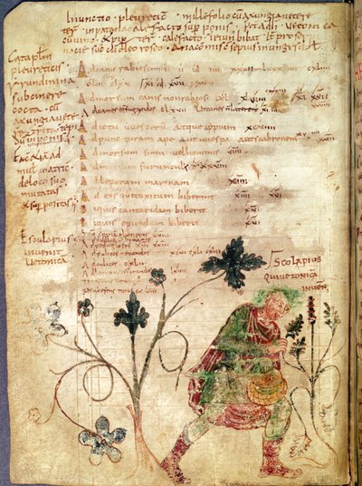 来自Antonius Musa（公元前63年 - 公元14年）手稿的拉丁文6862 fol.18v Aesculapius发现了贝蒂 作者 法语学校