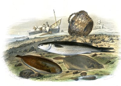 鲻科（Mugilidae），鳎目鱼（Solea Vulgaris），跛足鱼（Microstomus Kitt） - 插图摘自 Bernard Germain de Lacepede（1856-1925 年）的《自然史》，巴黎 P.Furme 版。 作者 法语学校