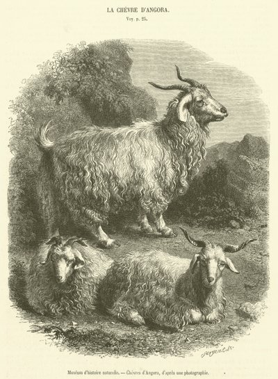 自然历史博物馆，Chevres d