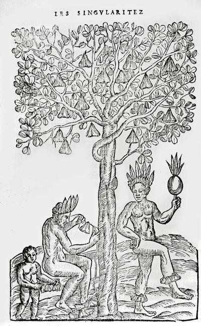 娜娜逃离，药用植物，来自法国南极洲奇点的插图，作者：Andre de Thevet，1558 作者 法语学校