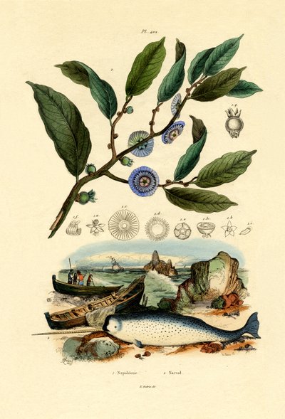 拿破仑的帽子，1833-39 作者 法语学校
