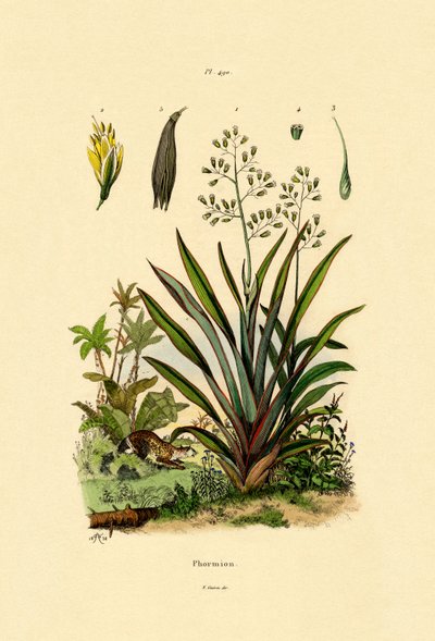 新西兰亚麻，1833-39 作者 法语学校