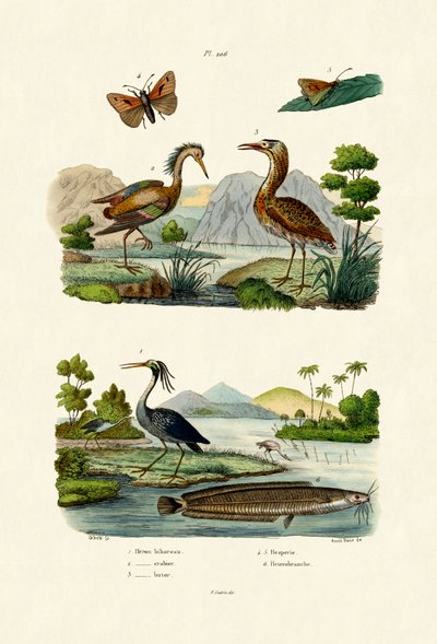 夜鹭，1833-39 作者 法语学校