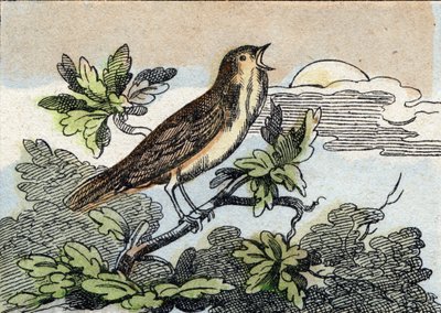 夜莺。 雕刻在“Buffon Alphabet des Oiseaux n 1”。 3rd Serie N 1. Epinal, Epinal, 19 世纪后期的成像。 16 页。 尺寸：28x21cm 作者 法语学校