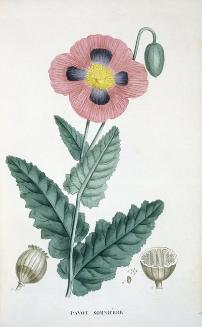 罂粟花 作者 法语学校