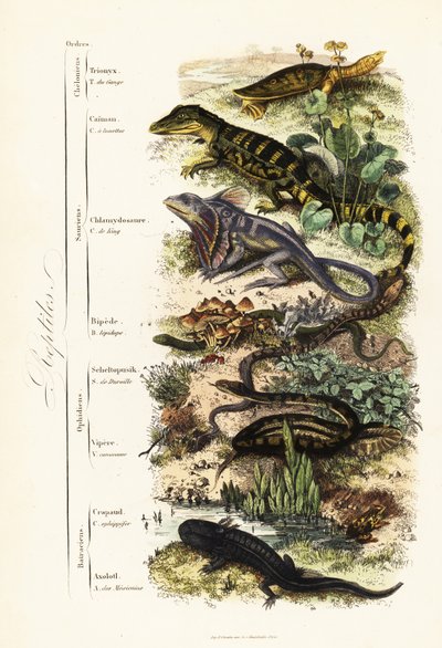 爬行动物目：脆弱的印度软壳龟、Nilssonia gangetica、眼镜凯门鳄、Caiman crocodilus、褶皱颈蜥、Chlamydosaurus kingii、普通鳞足、Pygopus lepidopudus、欧洲玻璃蜥蜴、Pseudopus apodus、普通毒蛇 作者 法语学校