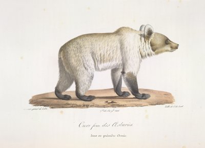 Ours fem des Asturies.雌性西班牙棕熊，选自《哺乳动物自然史》（彩色石版画） 作者 法语学校