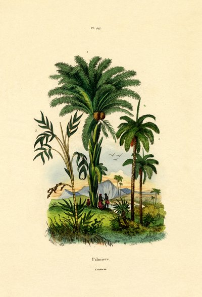 棕榈树，1833年至1939年 作者 法语学校