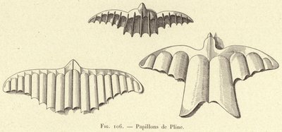 Papillons de Pline (engraving) 作者 法语学校