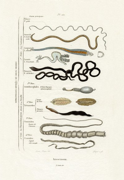 寄生虫，1833-39 作者 法语学校