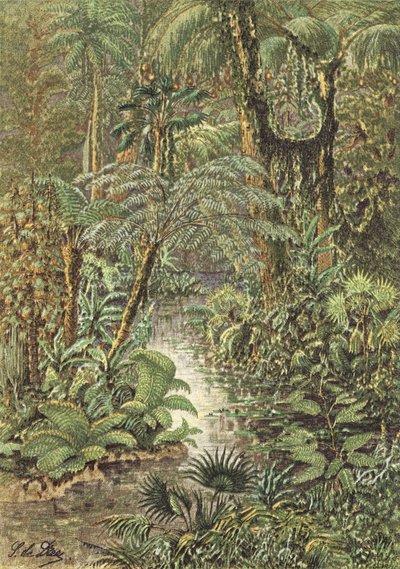 石炭纪时期的森林--安蒂迪鲁维景观（彩色石版画） 作者 法语学校