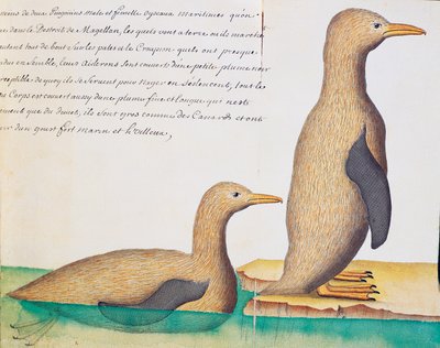 企鹅，麦哲伦海峡，Jacques Gouin de Beauchesne (1652-1730)的日志水彩画，他是1698年至1701年法国南海皇家公司的队长。 作者 法语学校
