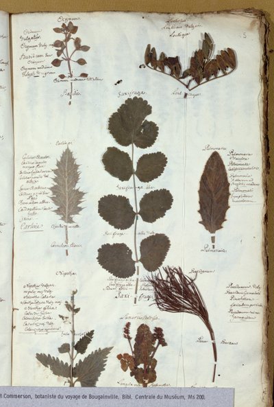 Philibert Commersons（1727-73）植物标本馆 作者 法语学校