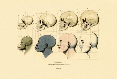 颅相学，1833-39 作者 法语学校