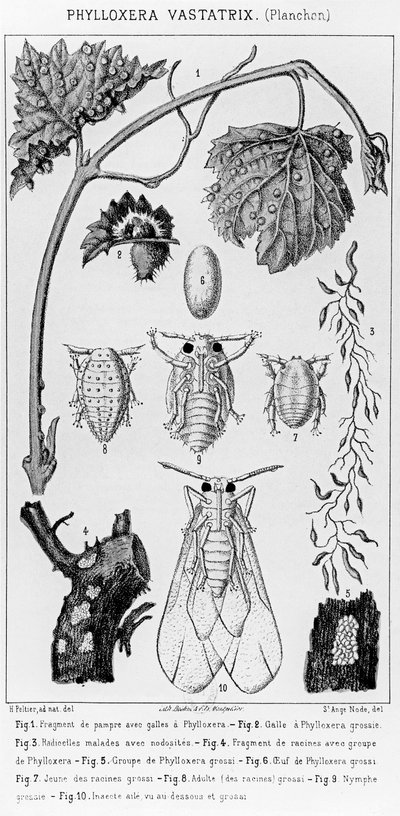 Phylloxera Vastatrix，c。 1850 作者 法语学校