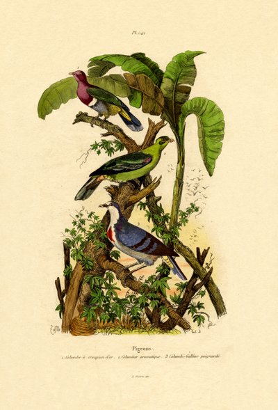 鸽子，1833-39 作者 法语学校