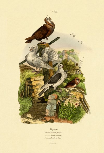 鸽子，1833-39 作者 法语学校