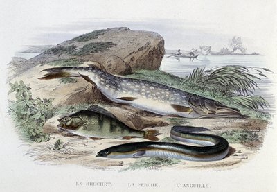 双鱼座：梭鱼、鲈鱼、鳗鱼——在 Lacépède 编着的“Natural History”中。 弗恩, 巴黎 作者 法语学校