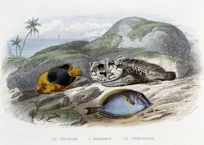 Pisces: Le tricolor, l
