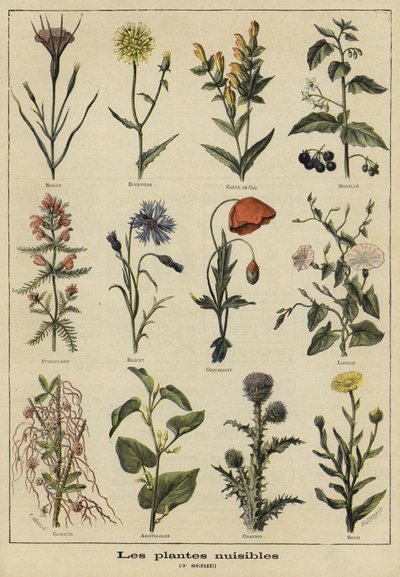 植物对农业有害 作者 French School