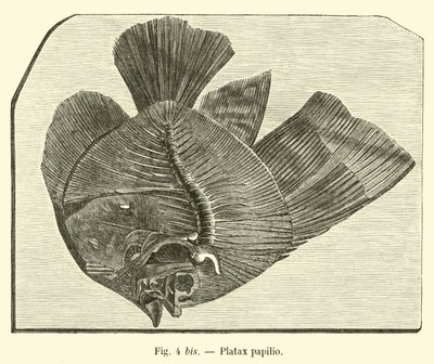 Platax papilio 作者 法语学校