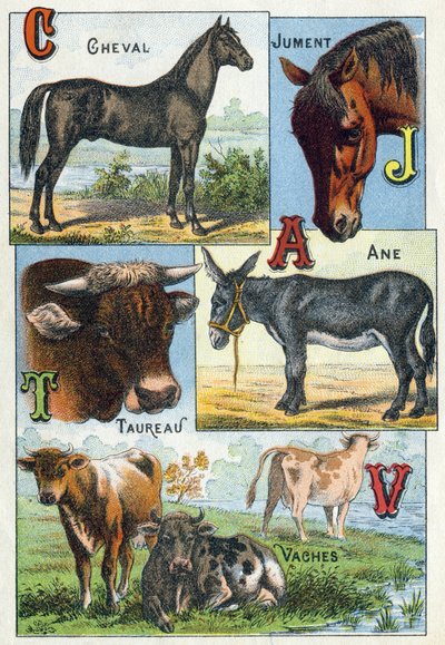 Plate 1: Horse, Mare, Taurus, Donkey, Cows. Engraving in “Syllabary alphabet of domestic animals and farmyard". Serie A. Pellerin et Cie, printers-publishers, Epinal, late 19th century. Chromolithographs . Dim: 19.5 x 13.5 cm 作者 法语学校