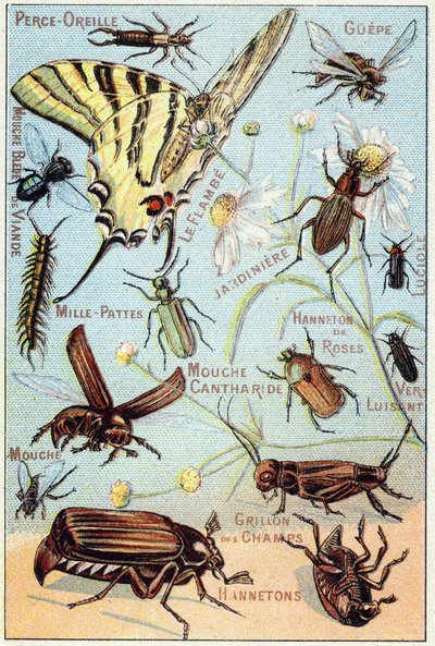 Plate 2: Ear-piercing, Gupe, Blue Meat Fly, Flambe, Gardener, Centipedes, Firefly, Rose Channeton, Gloss worm, Fly, Field Cricket, Chablets 作者 法语学校