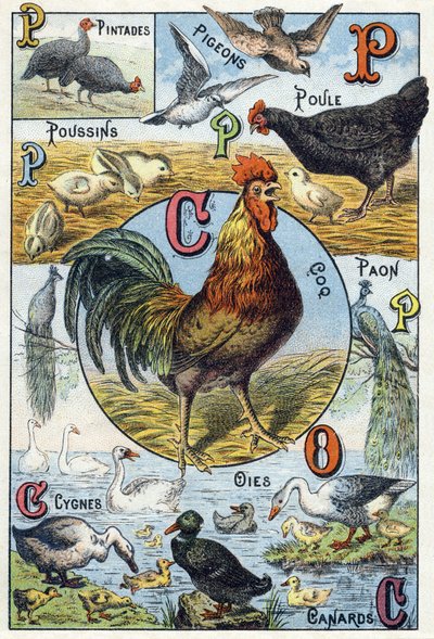 Plate 3: guinea fowls, pigeons, chicks, hen, rooster, peacock, swans, geese, ducks. Engraving in “Syllabary alphabet of domestic animals and farmyard". Serie A. Pellerin et Cie, printers-publishers, Epinal, late 19th century. Chromolithographs . Dim: 19.5  作者 法语学校