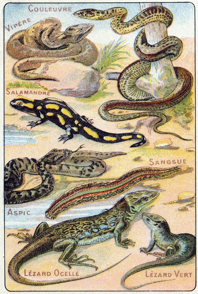 板块4：蛇，毒蛇，蝾螈，Aspic，Leech，Lezard ocelle，Green Lezard。在 "鸟类和爬行动物的音节字母表 "中的雕刻。Serie A. Pellerin et Cie，印刷商-出版商，埃皮纳尔，19世纪末。彩色石版画。8页的小广告。 作者 法语学校