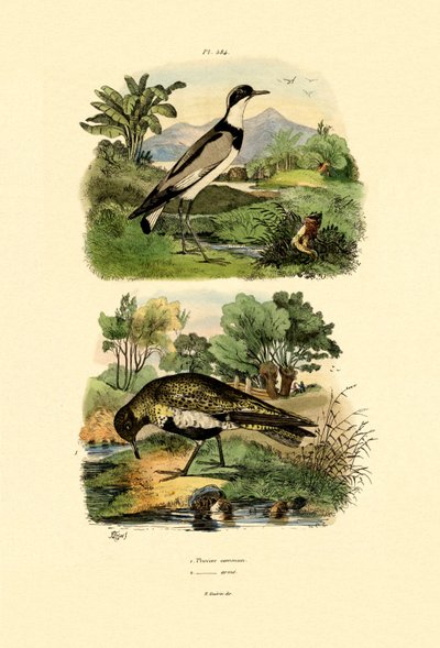 P，1833-39 作者 法语学校