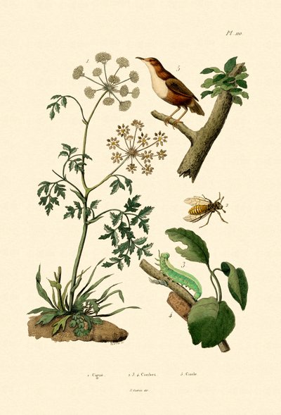 Poison Hemlock，1833-39 作者 法语学校