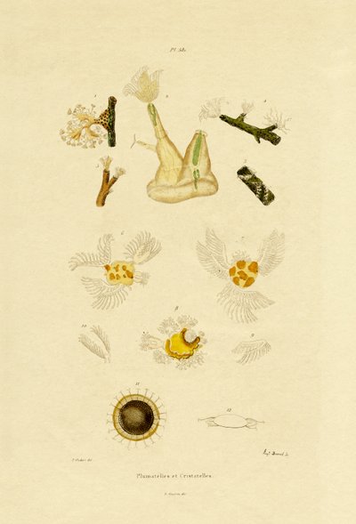 息肉，1833-39 作者 法语学校