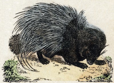 Porc-epic（猪史诗）。 雕刻在“”Alphabet des animaux sauvages””。 第 9 个系列。 埃皮纳勒 (Epinal)、佩勒林 (Pellerin) 的图像，大约 1870 年。木版画，钢印。 16 页。 昏暗：20 x 15 厘米。 私人收藏 作者 法语学校
