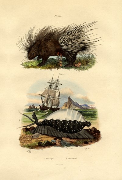 豪猪，1833-39 作者 法语学校