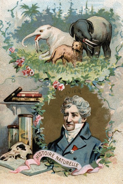 Georges Cuvier男爵的肖像，法国动物学家和古生物学家（1769-1832），比较解剖学的创始人。19世纪的彩色石版画。 作者 法语学校