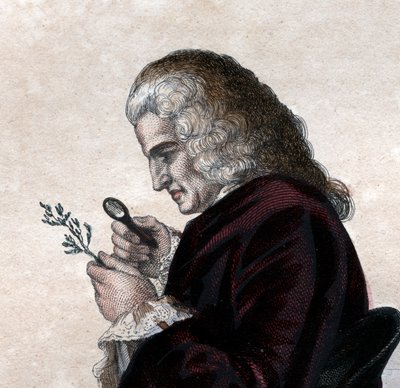 Bernard de Jussieu（1699-1777）的肖像，法国博物学家。 作者 法语学校