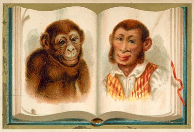 Portraits of an ape and a man (chromolitho) 作者 法语学校