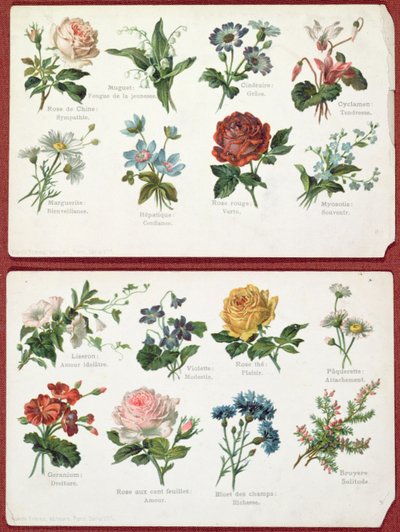 明信片描绘了花的语言和意义，c.1905 作者 法语学校